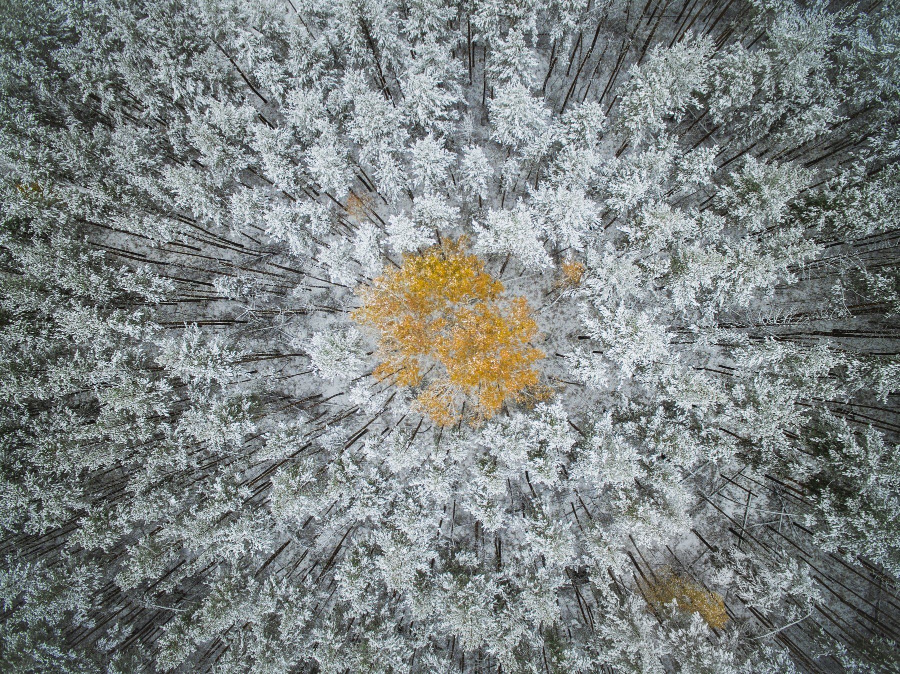 autumn, fall, tree, leaves, yellow, Maksim Tarasov