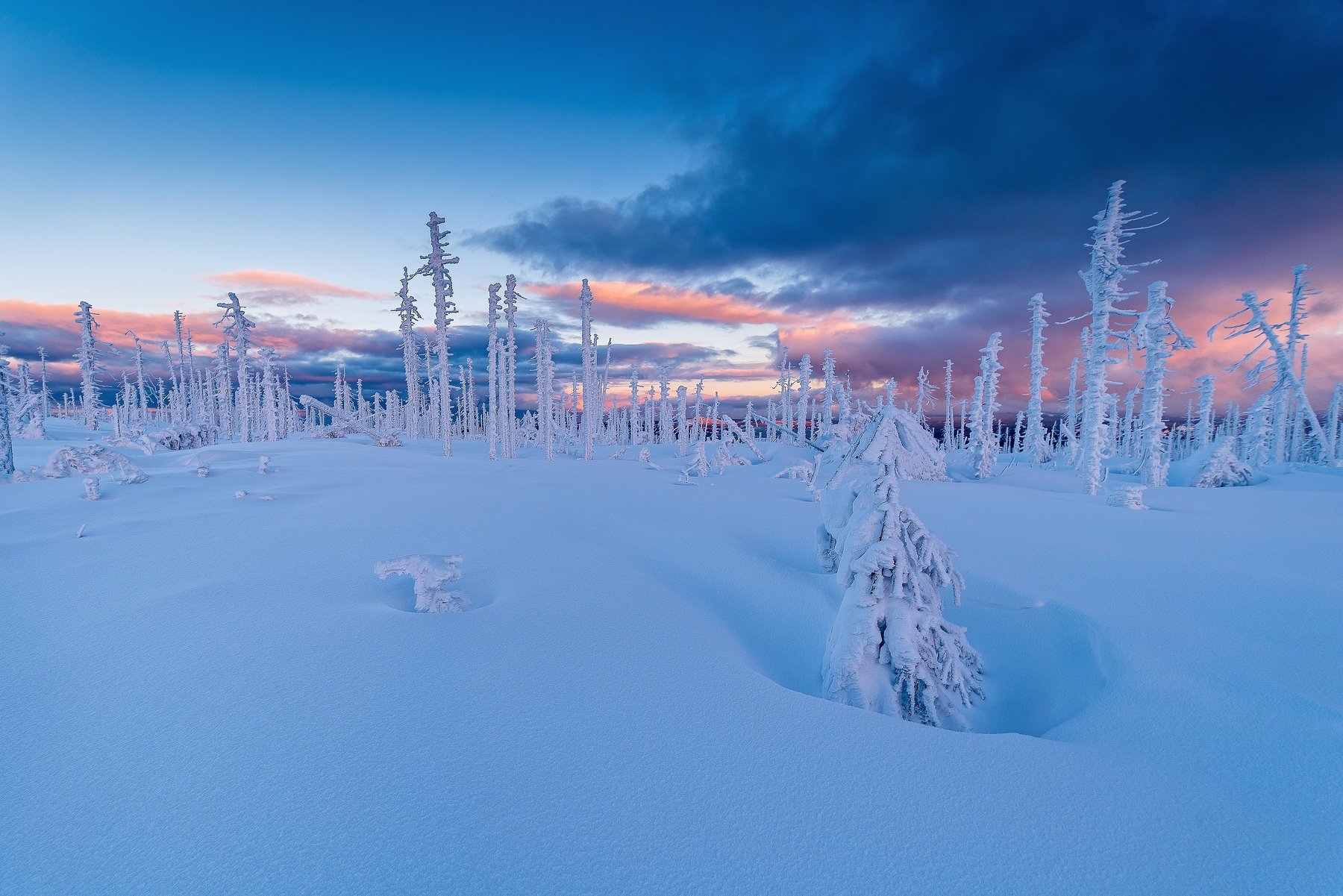 frozen,frosty,cold,winter,natural,sumava,bavaria,bohemia,national,park,nobody,sunset,sunrise,morning,trees,tree,snow,snowy,magic, David Charouz