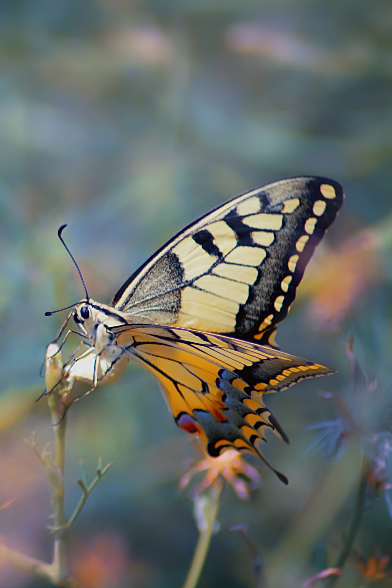 бабочка, трава, крылья, свет, фон, Юрий Котов