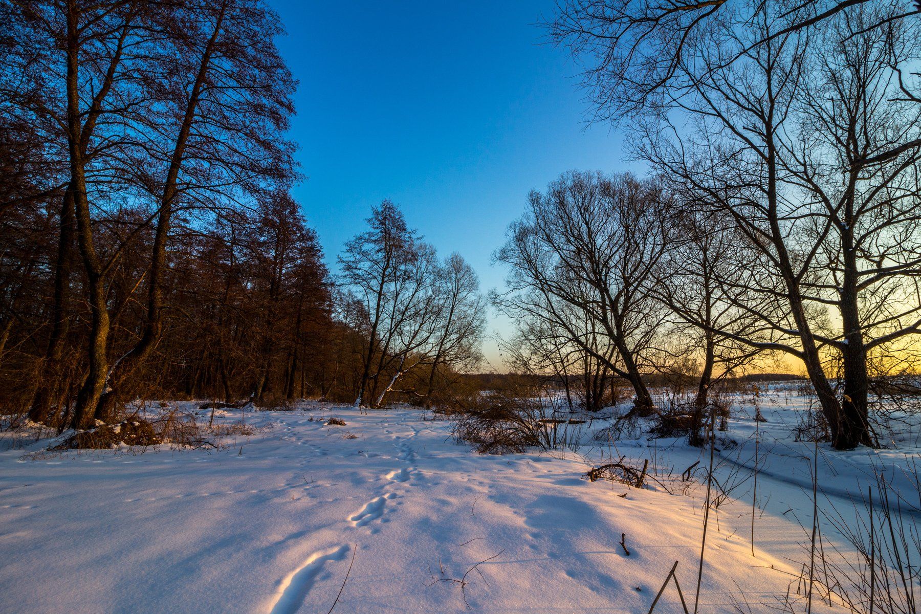 зима, лес, река, усмань, снег, вечер, ольха, Руслан Востриков