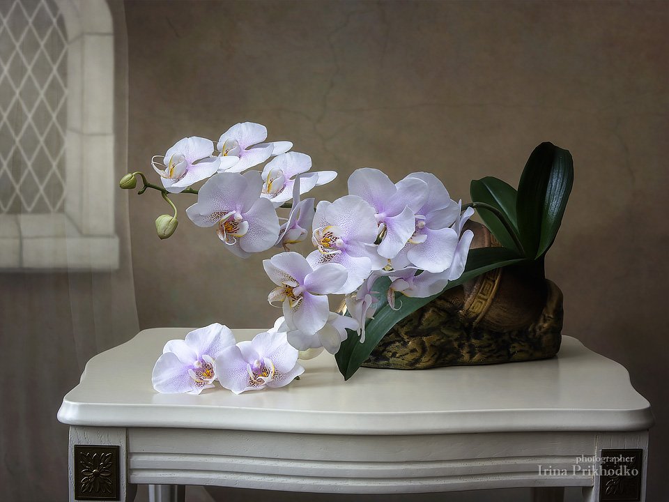 натюрморт, орхидея, фаленопсис, цветочный художественное фото, интерьер, винтажный, Ирина Приходько
