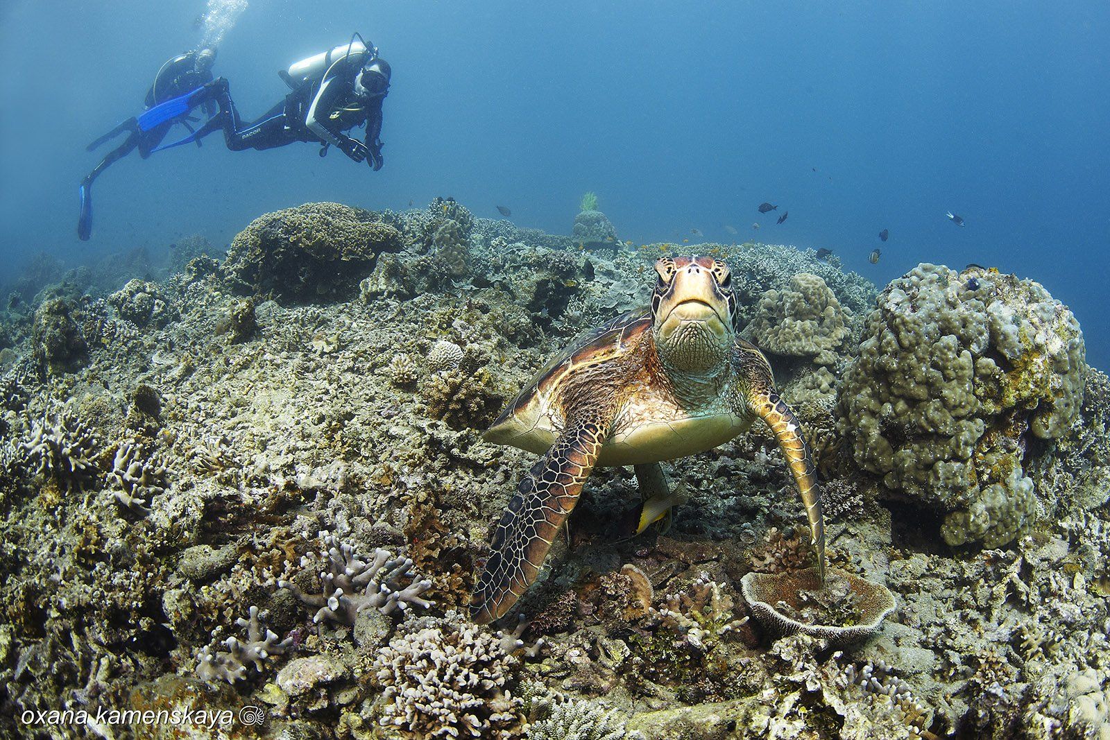underwater phillipines blue deep diver turtle , Оксана Каменская