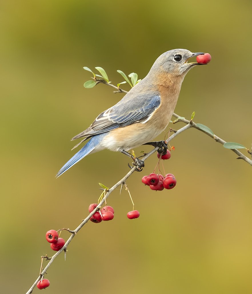 восточная сиалия, eastern bluebird,bluebird, Elizabeth Etkind