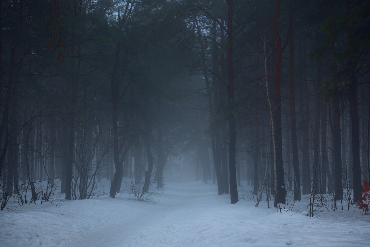 зима, лес, туман, сумерки, снег, январь, Галанзовская Оксана