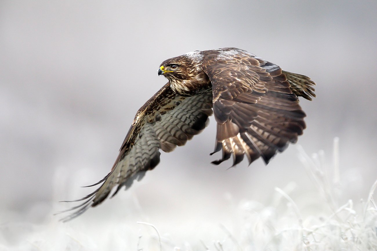 buzzard, hawk, wildlife, birds,, Adam Fichna