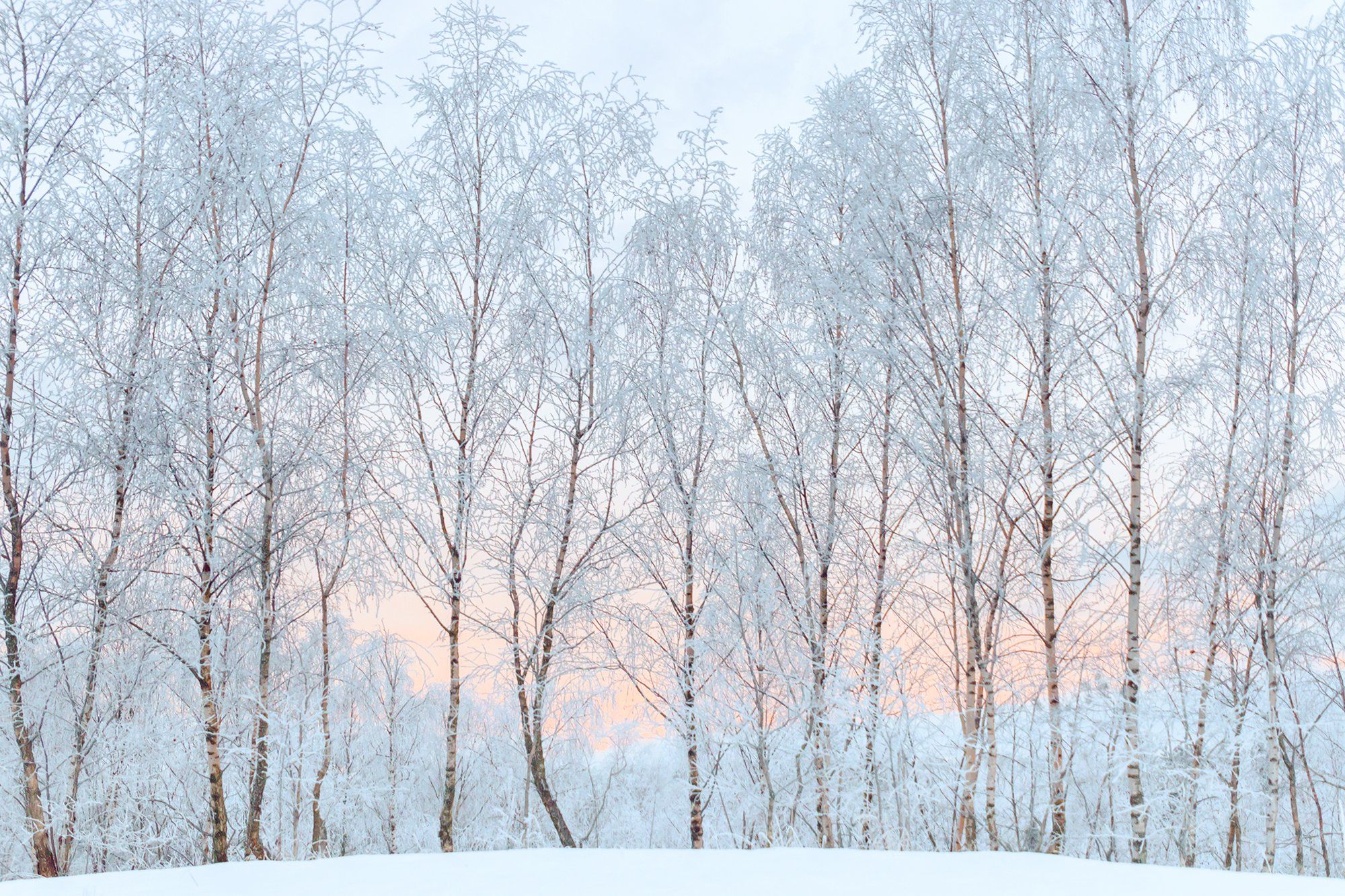 landscape, winter, curonian spit, sunrise, frost, Руслан Болгов (Axe)