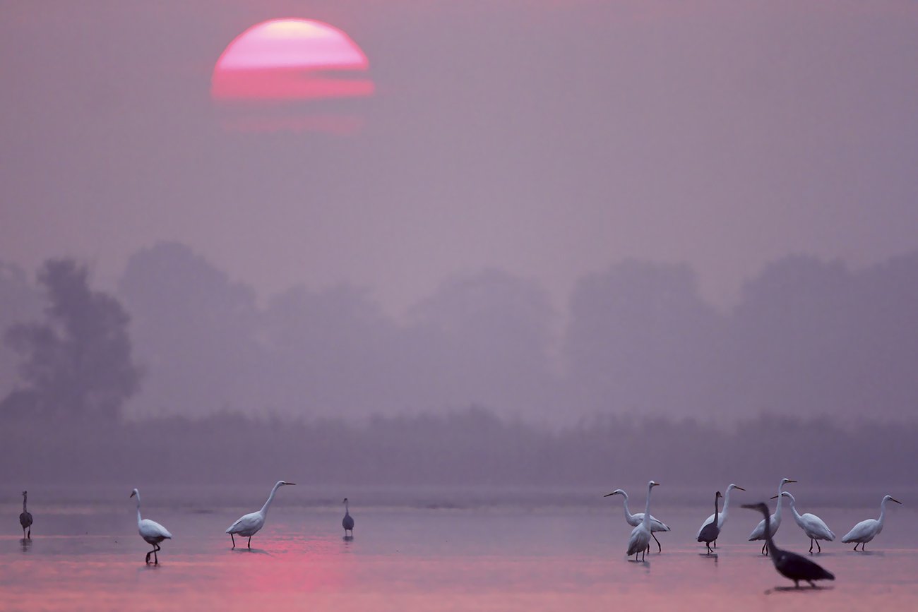 heron, czapla, wildlife, birds,, Adam Fichna