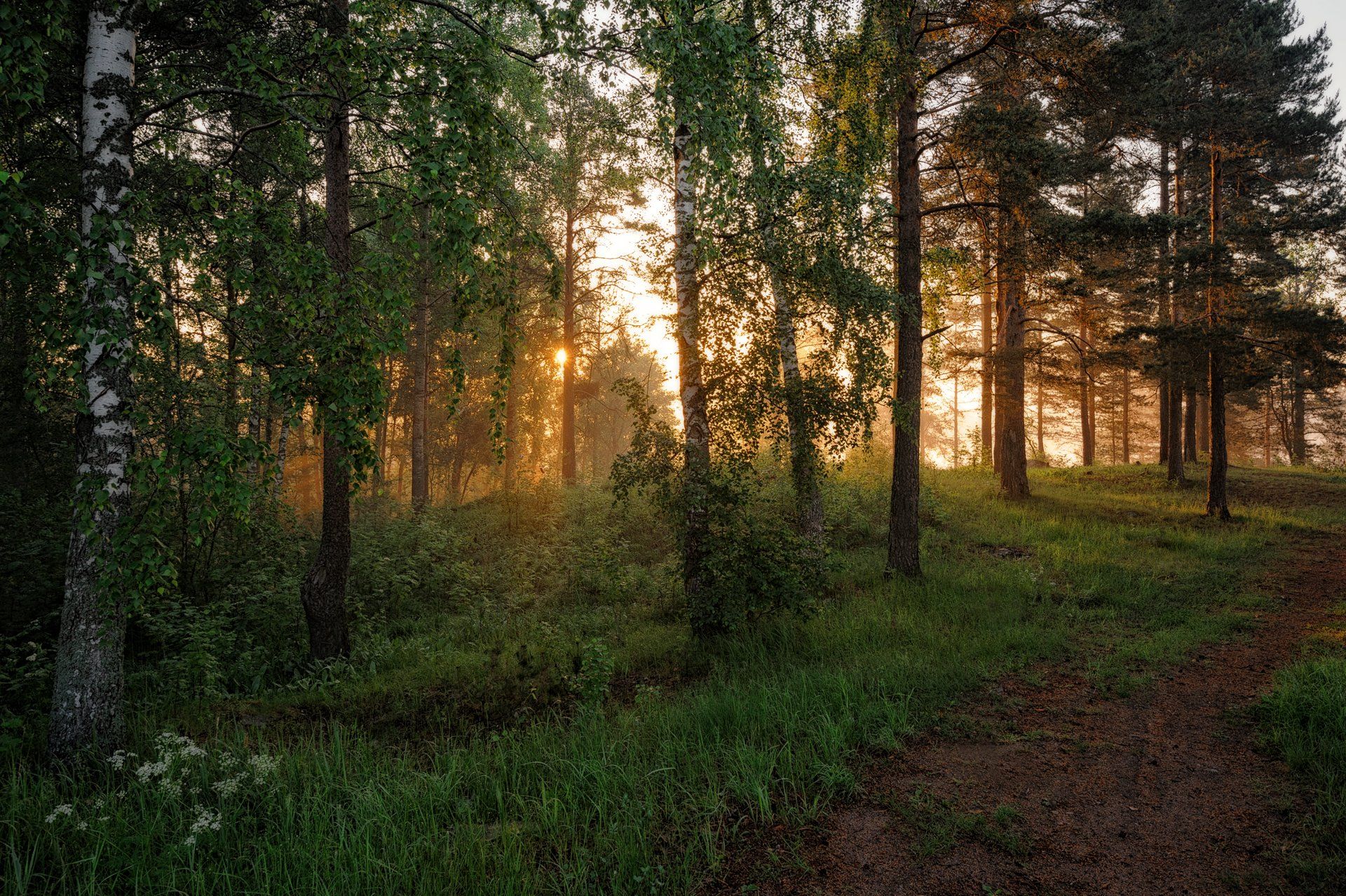 лето,утро,рассвет,краски,лес,свет,пейзаж, Евгений Плетнев