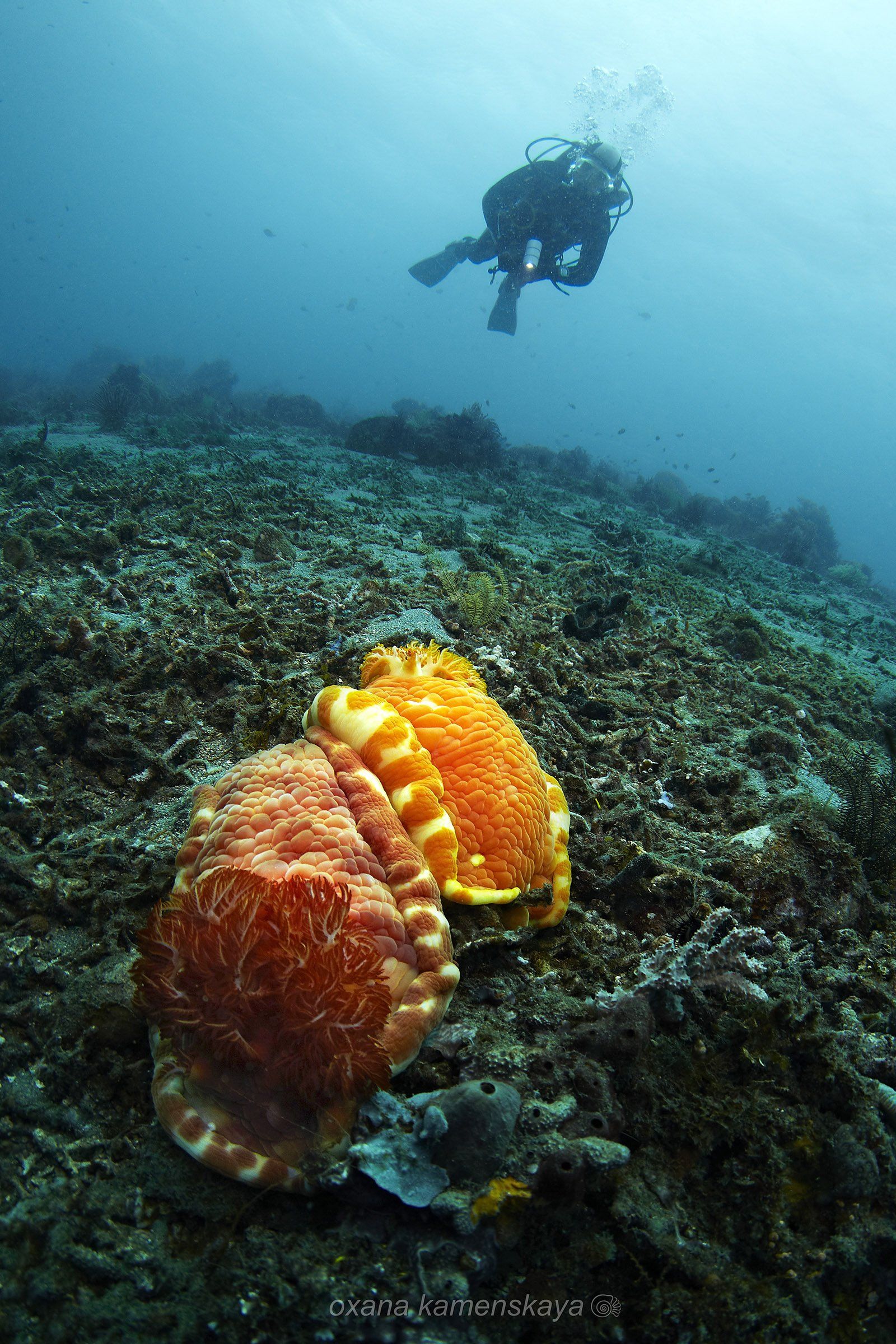underwater phillipines blue deep diver Nudibranch Spanish Dancers, Оксана Каменская