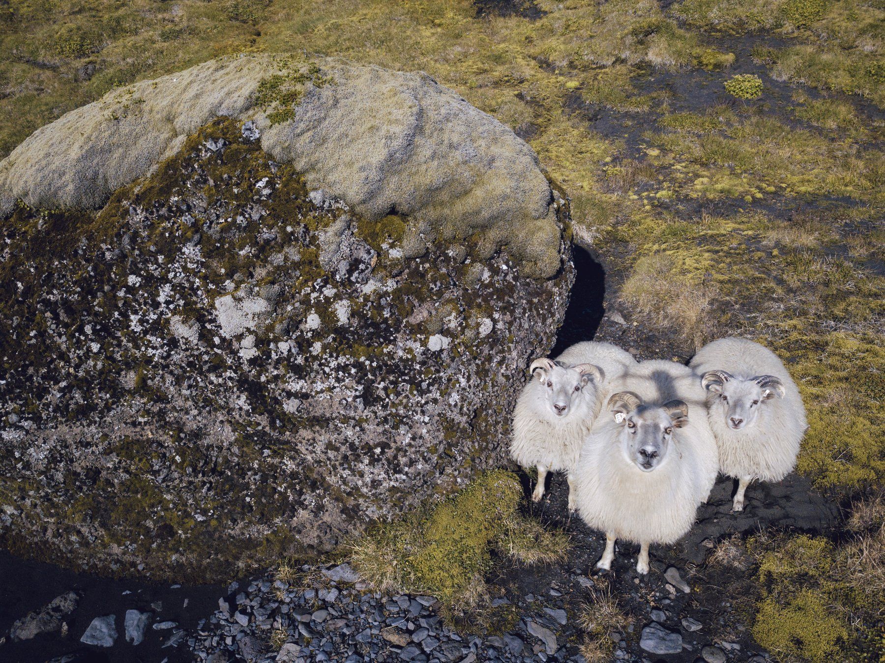 iceland, sheep, nature, animal, Maksim Tarasov