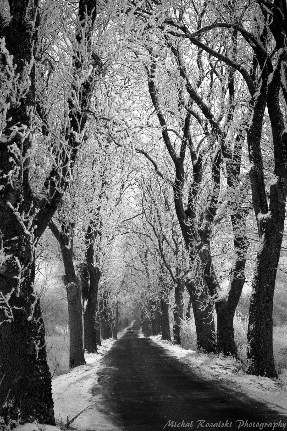 winter, , alley, , trees, , snow, , blackandwhite, , deep, , artistic, Michal Rozalski