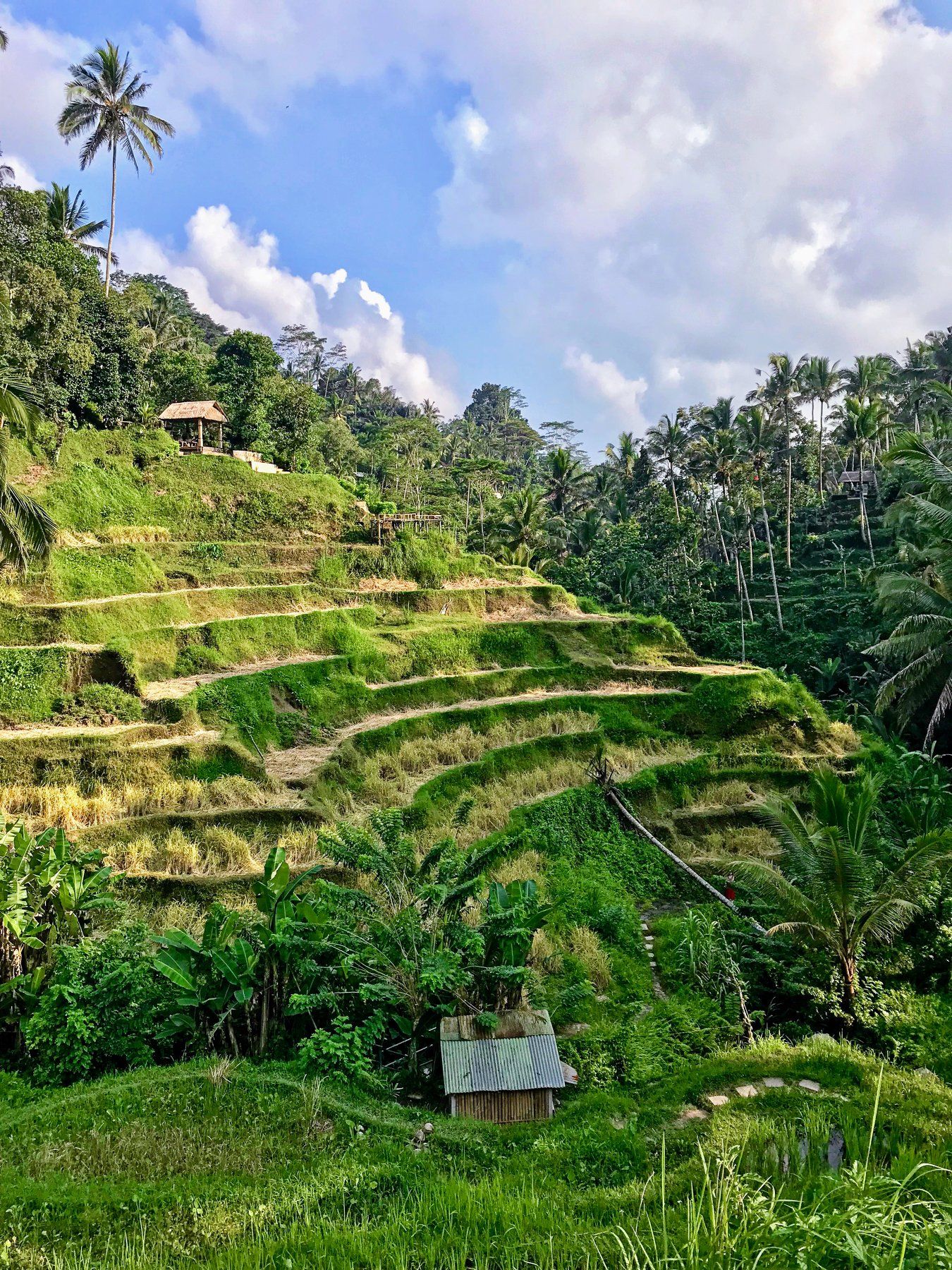 bali, rice, trave, Сергей Кичук