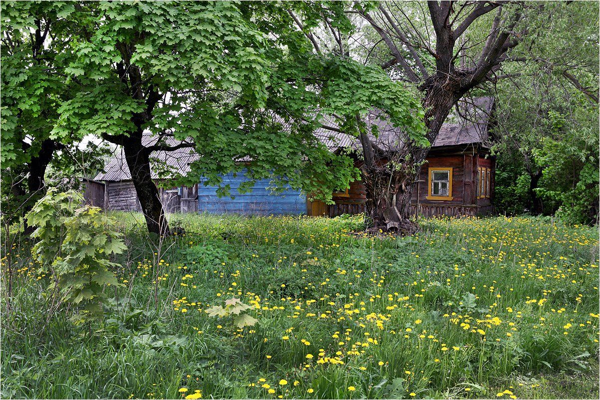 одуванчик, дом, деревня, поляна, лето, зелень, клён, цветы,, Victor Pechenev