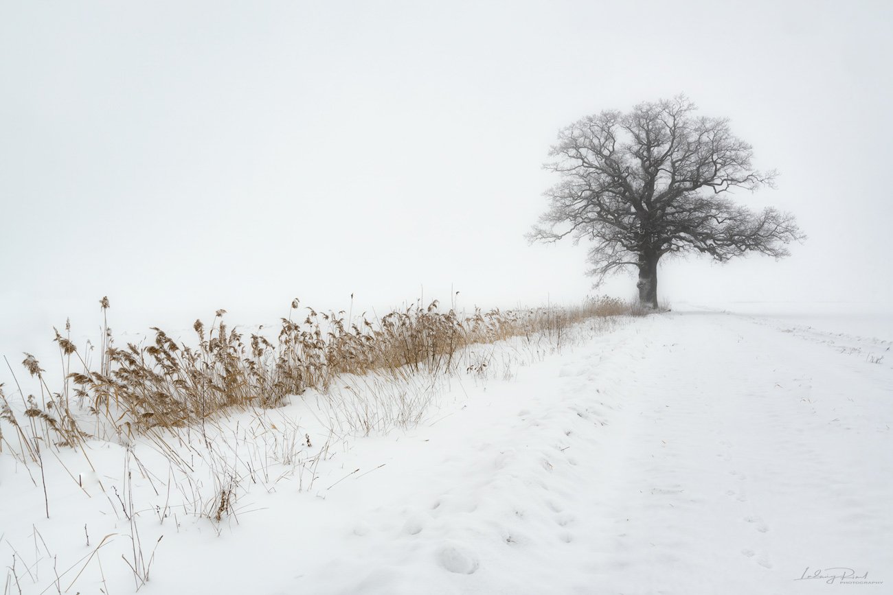 bare, bare oak tree, branches, fog, foggy, foot steps, grass, lonely, ludwig riml natural light photography, ludwig riml photography, mist, misty, monochrome, nature, oak, oak tree, outdoor, pasture, reed, road, snow, snowfall, tracks, tree branches, tree, Ludwig Riml