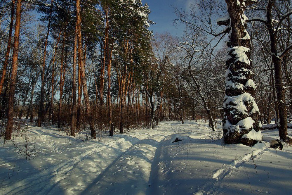 зима лес дорога снег солнце январь, Петриченко Валерий