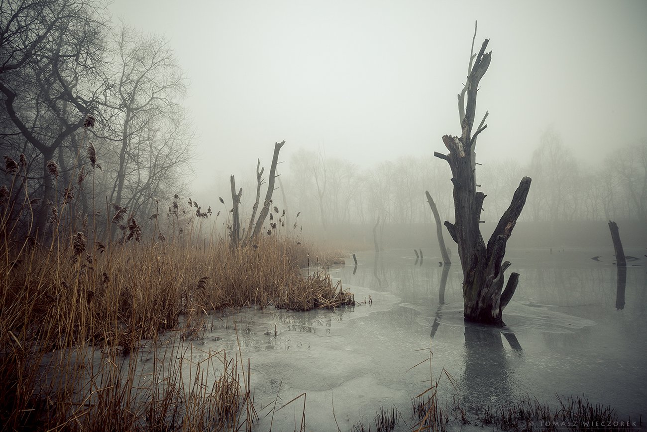 poland, polish, landscape, trees, light, awesome, shadows, fog, mist, beautiful, thaw, pond, lake, winter, reflection, Tomasz Wieczorek