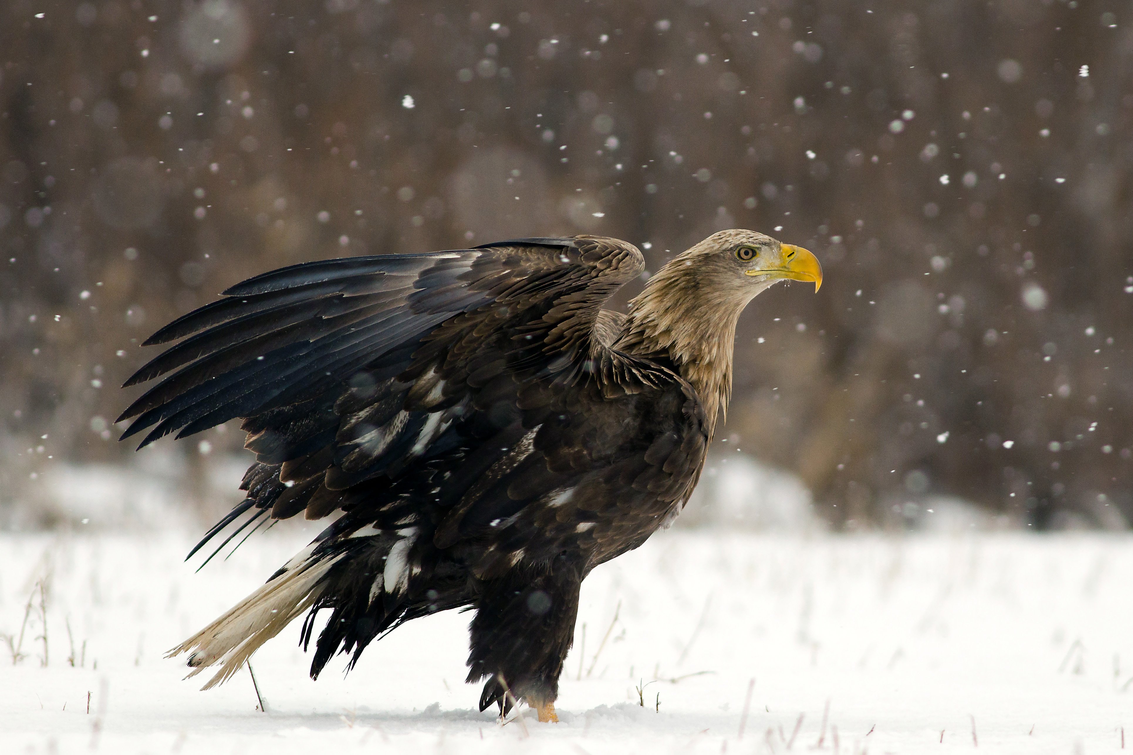 eagle, bielik, orzeł, wildlife, bird, snow, winter, Adam Fichna