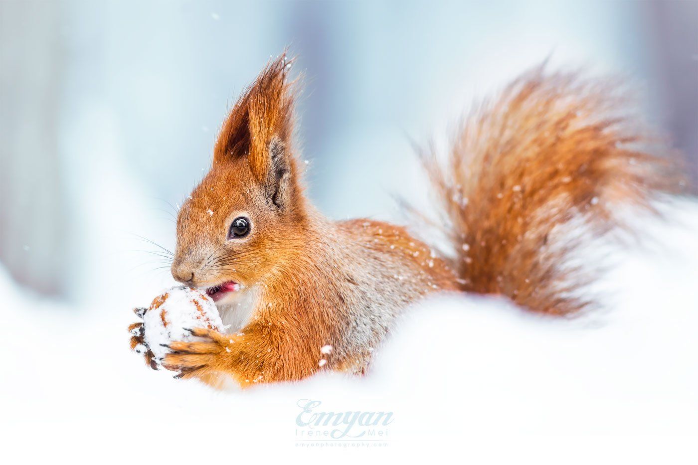 белка, животные, портрет, зима, снег, сугроб, природа, nature, squirrel, canon, red squirrel, animals, portrait, Emyan