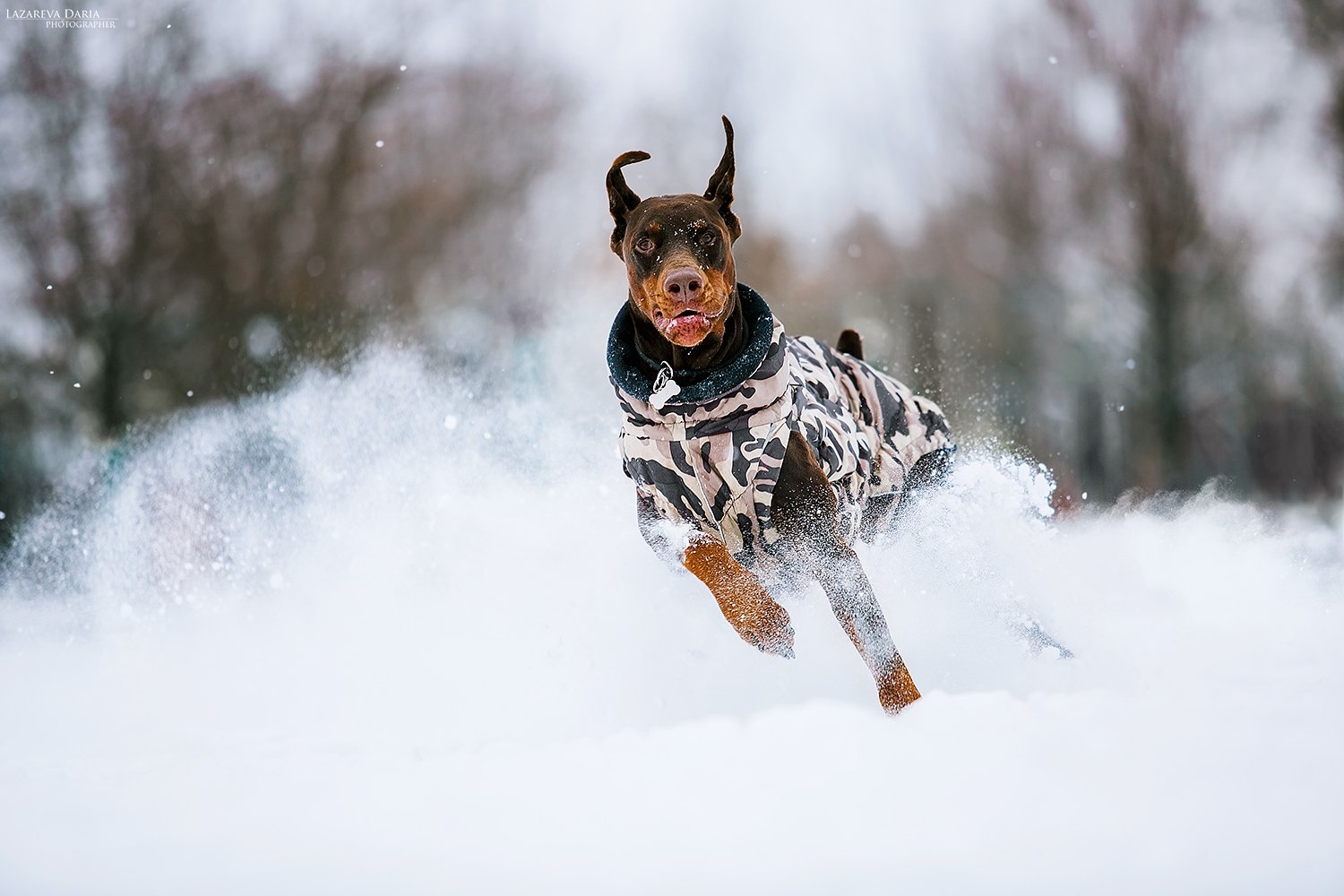 собака, природа, зима, доберман, снег, движение, драйв, спорт, Дарья Лазарева