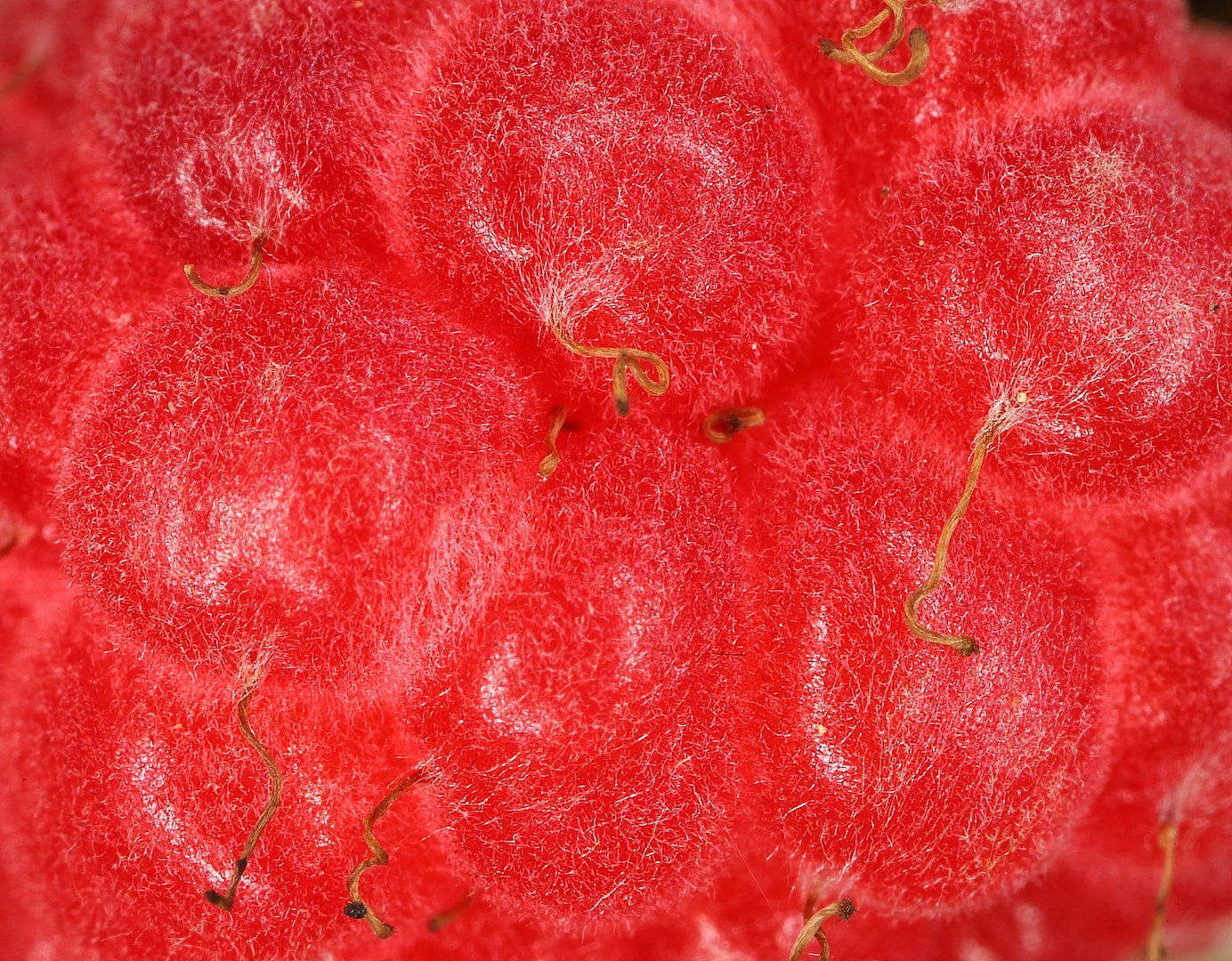 малина Rubus, Александр Зорин