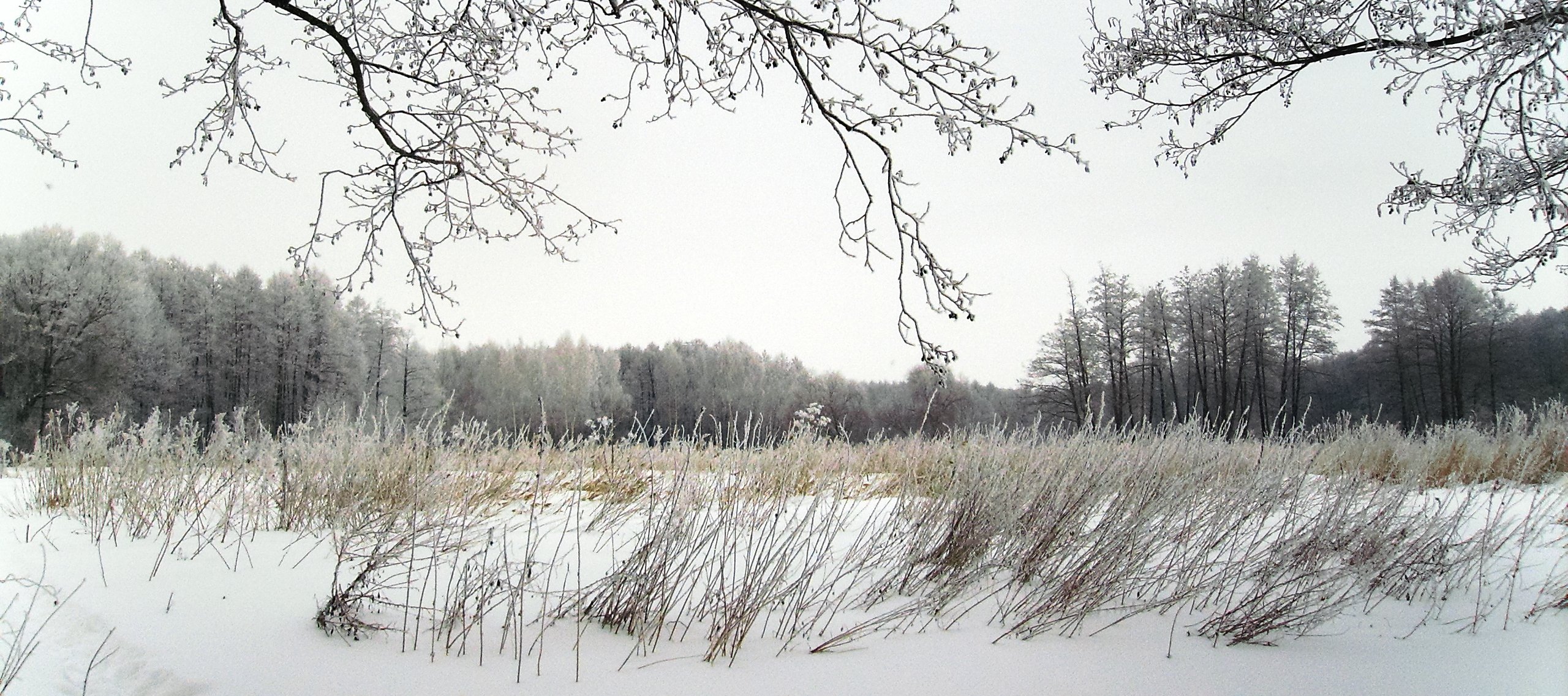 зима, лес, усмань, снег, иней, Руслан Востриков