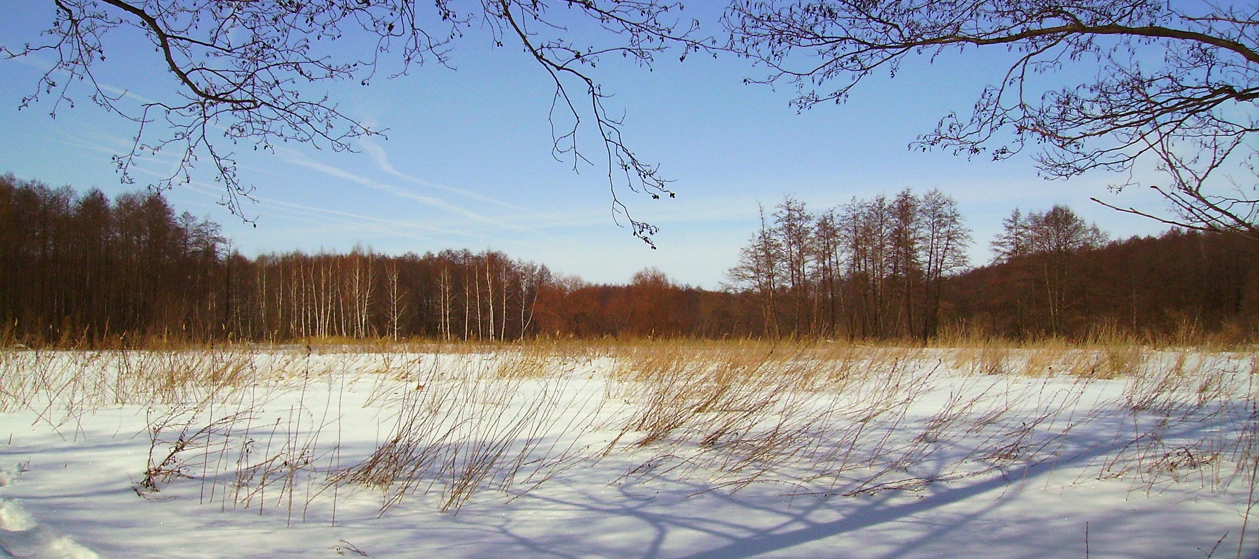 зима, лес, усмань, снег, Руслан Востриков