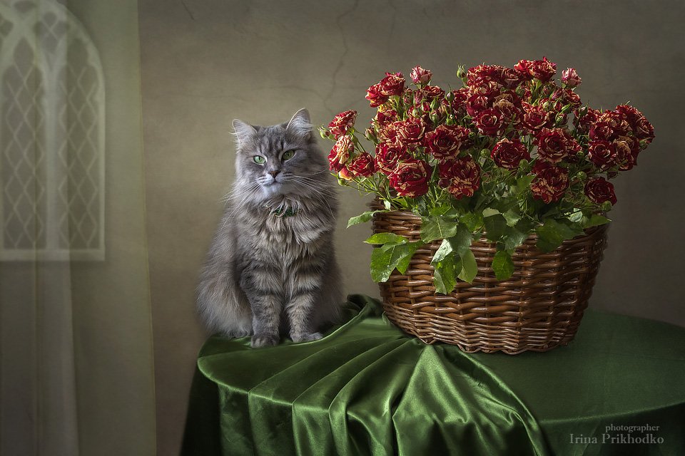домашние животные, кошки, натюрморт, цветочный, корзина, розы, кошка Масяня, Ирина Приходько