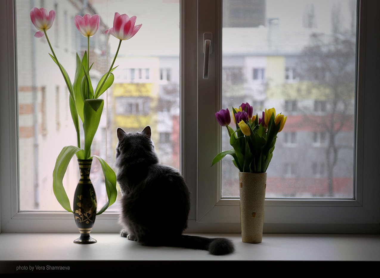 тюльпаны, кошка , окно, Вера Шамраева