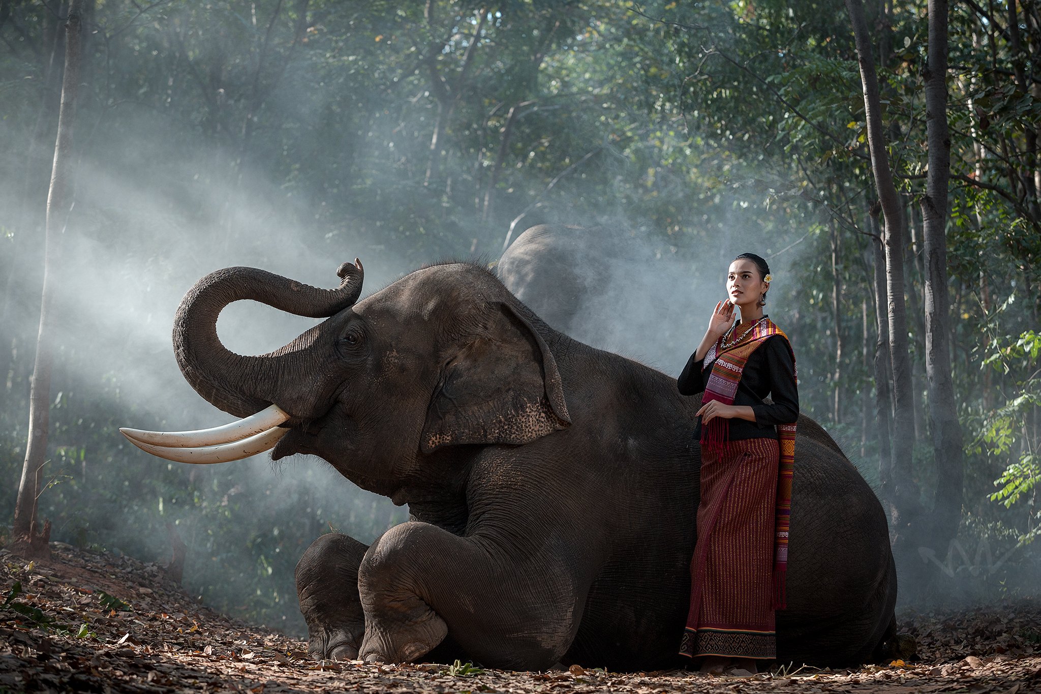 portrait,elephant,woman,Thai,animal, SUTIPOND SOMNAM