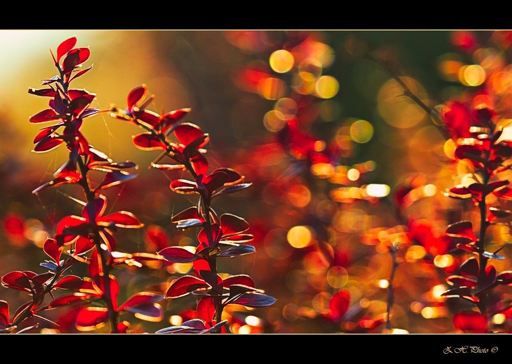 red, leaves, sunlight, bokeh, flares, torns, shrubs, christmas, bugs, Zdravko