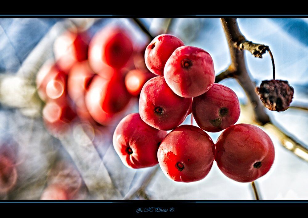 fruits, branches, sky, bokeh, red, blue, autumn, Zdravko