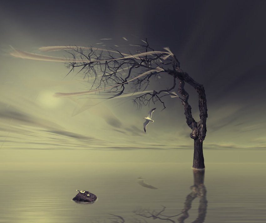tree, stone, reflection, wind, seagul,, Caras Ionut