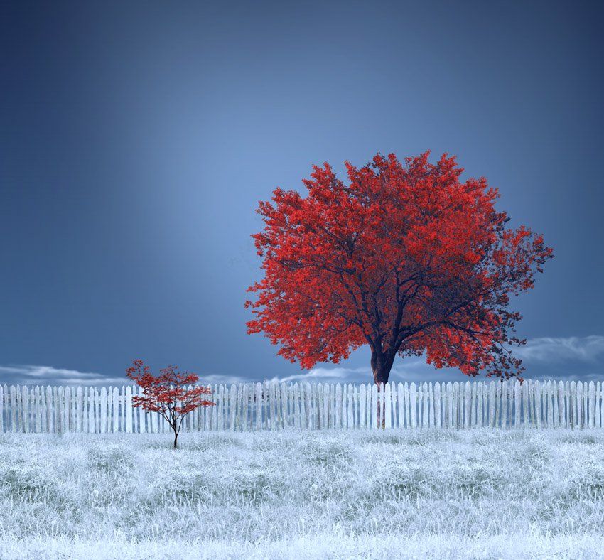 red, tree, ir, land, grass, fence, white,, Caras Ionut