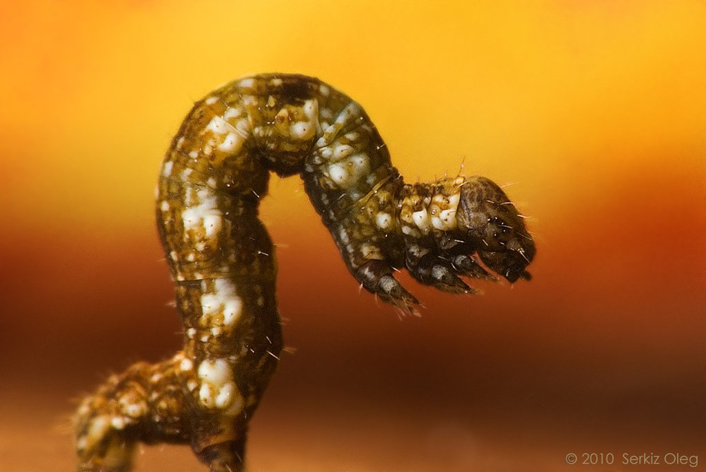 caterpillar, , serkiz, oleg, macro, nikon, nature, closeup, Oleg Serkiz