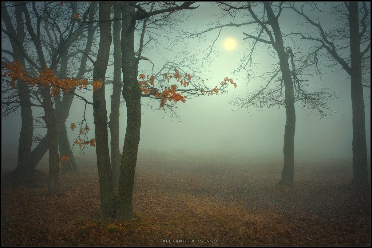 утро, туман, лес, Александр Киценко