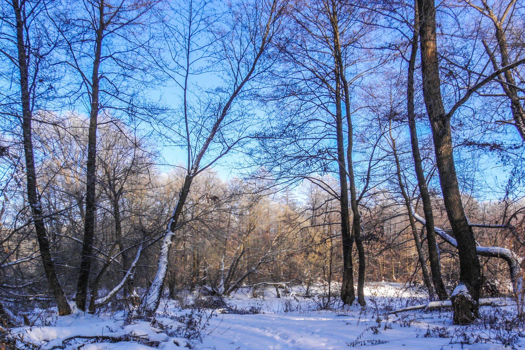 лес, зима, Руслан Востриков