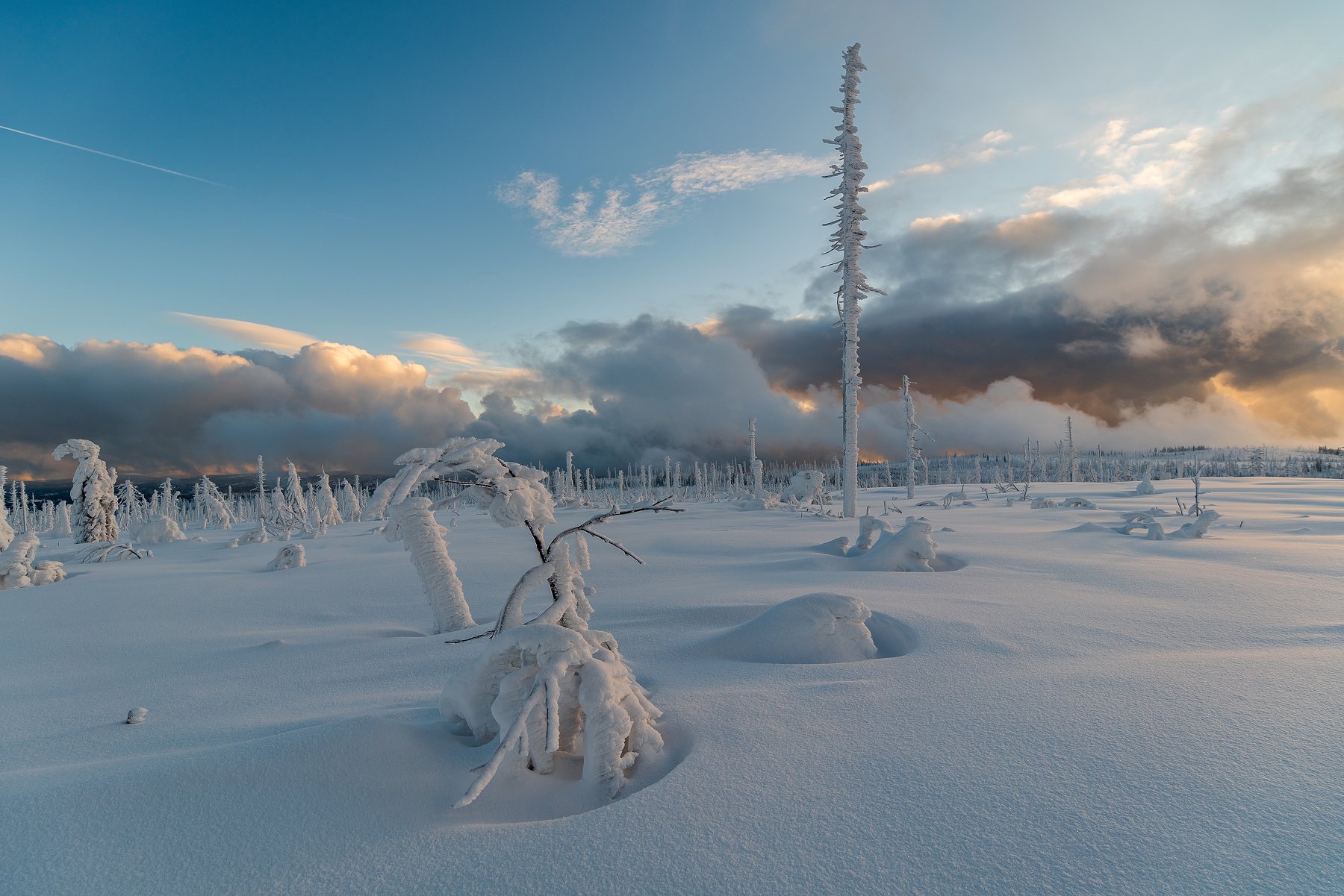 snow,snowy,fresh,winter,landscape,nature,tree,trees,czech,, David Charouz