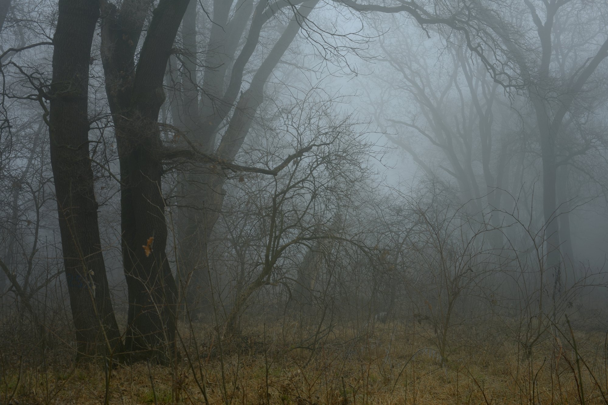 роща туман утро дуб, Александр Жарников