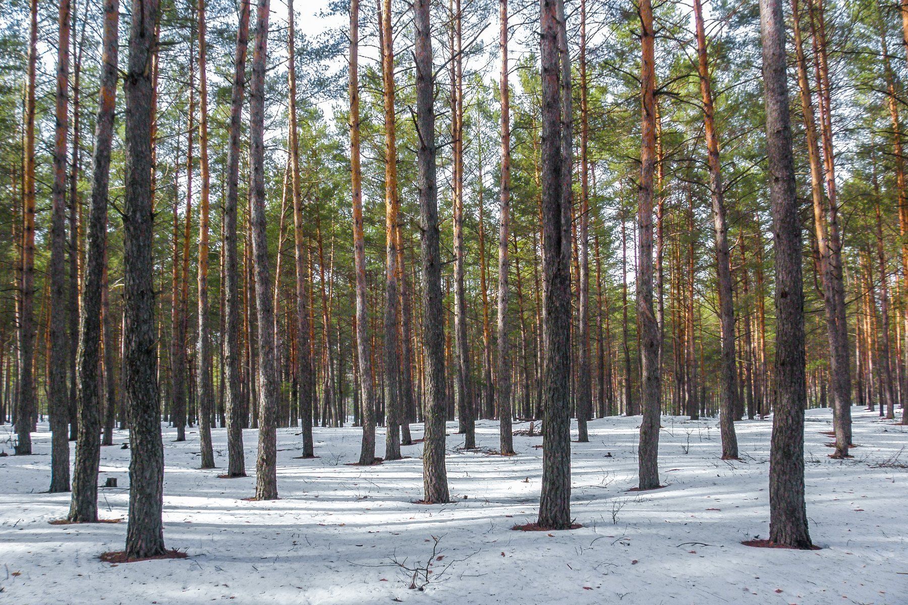 лес, зима, оттепель, сосны, заповедник, Руслан Востриков