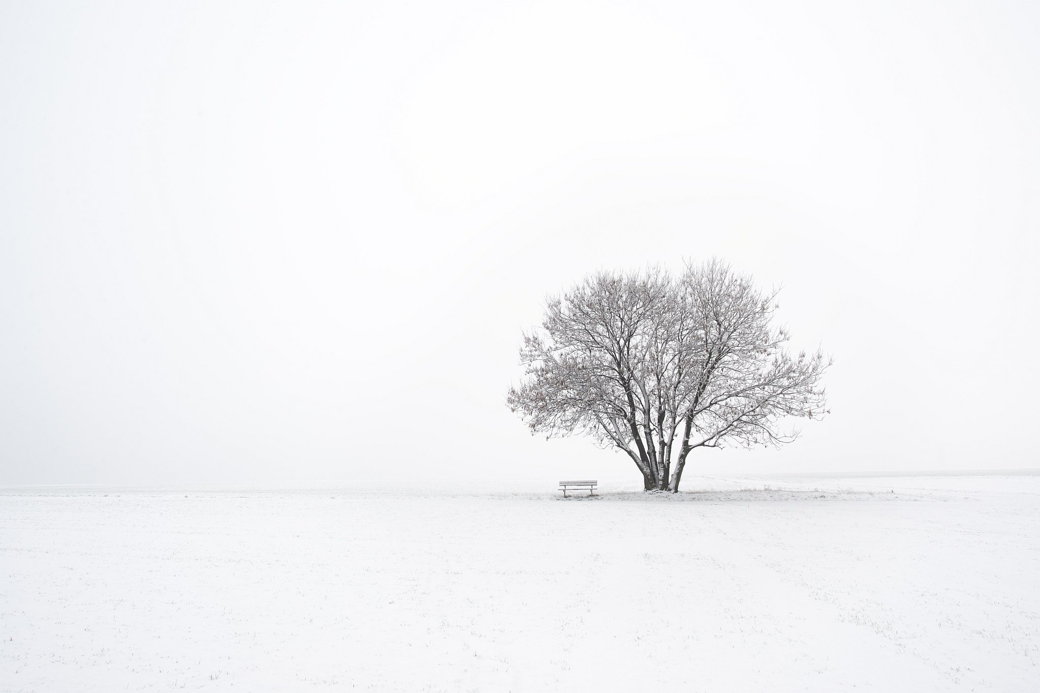 зима, дерево, поле, Evgeni Tcherkasski