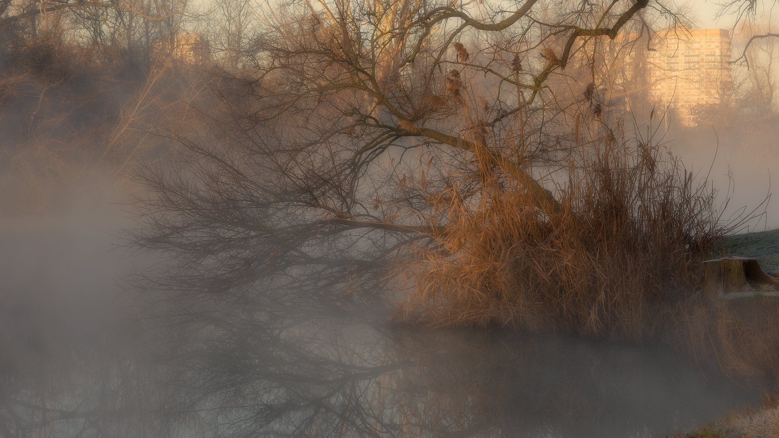 утро, туман, город, ветви, камыш, вода, отражения, Alexander Plekhanov