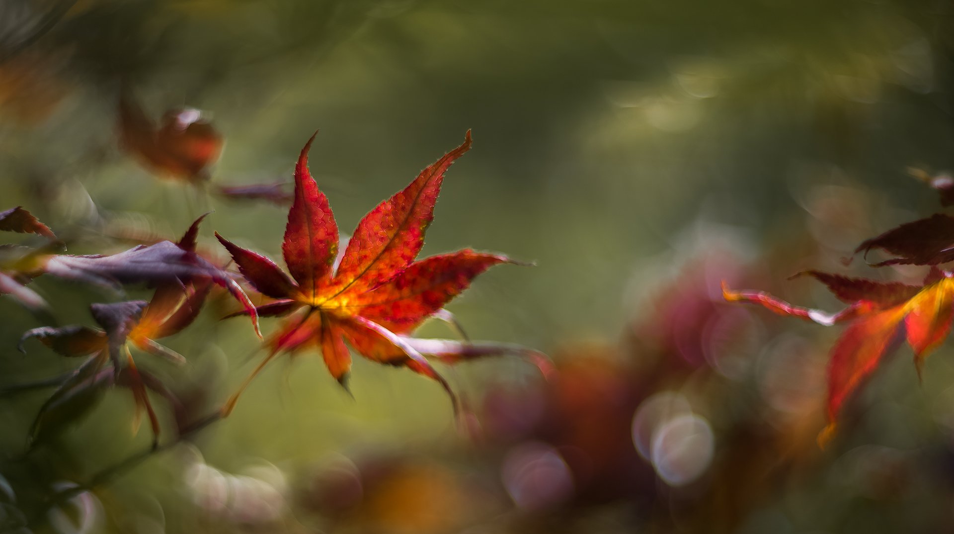 природа, макро, осень, листья клена, боке, Неля Рачкова