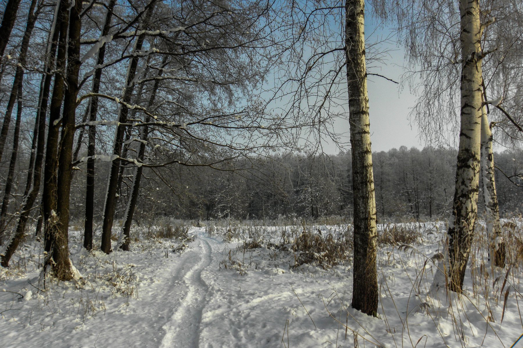 лес, зима, иней, мороз, берёзы, ольха, Руслан Востриков