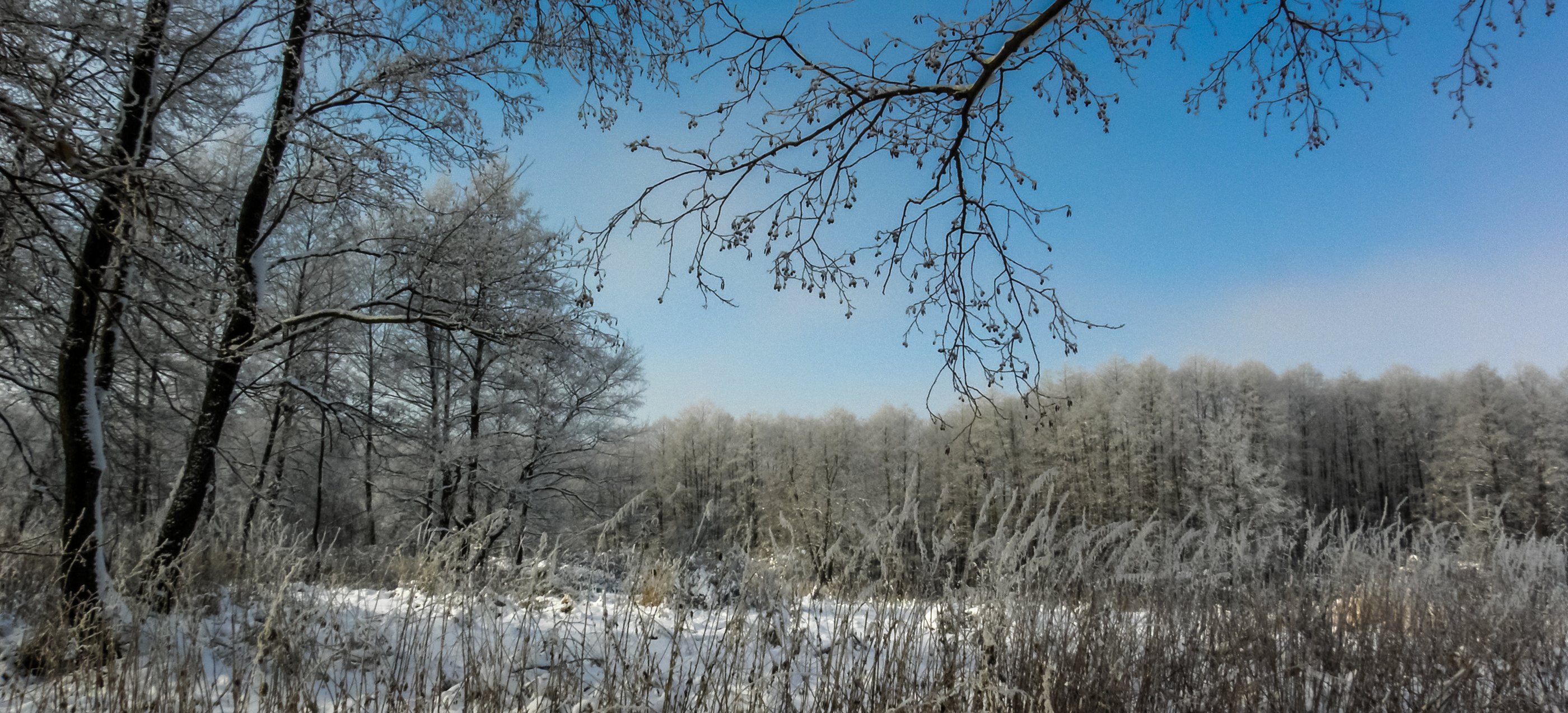 лес, зима, иней, мороз, ольха, Руслан Востриков