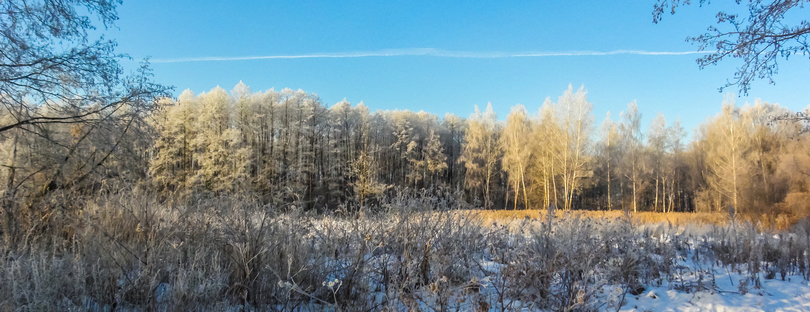 лес, зима, иней, мороз, берёзы, ольха, Руслан Востриков