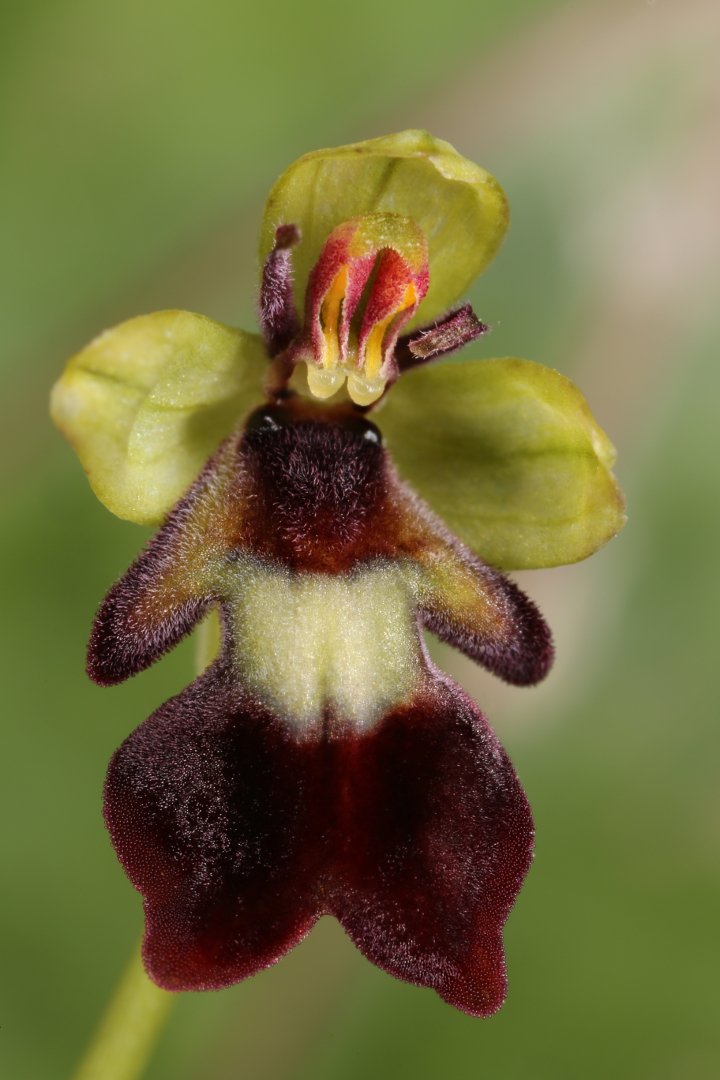 Ophrys орхидея, Александр Зорин