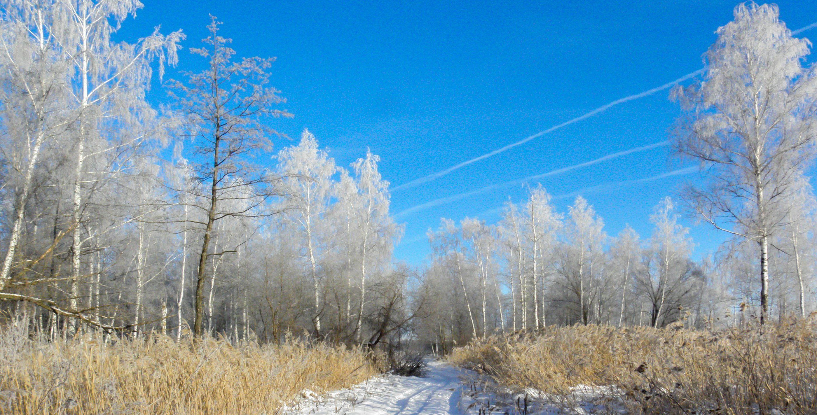 лес, зима, иней, мороз, берёзы, Руслан Востриков