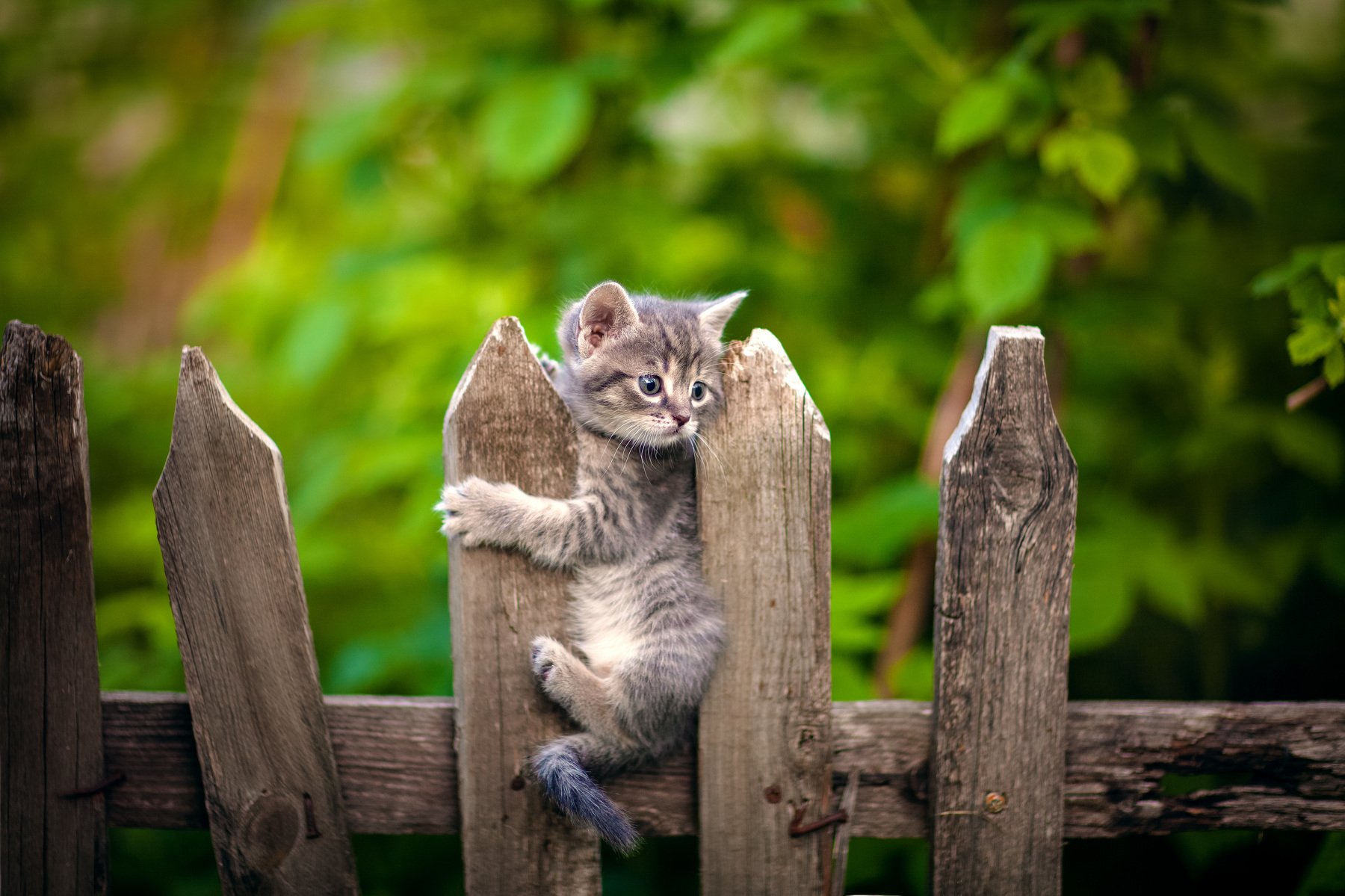 кот на заборе, Коротун Юрий