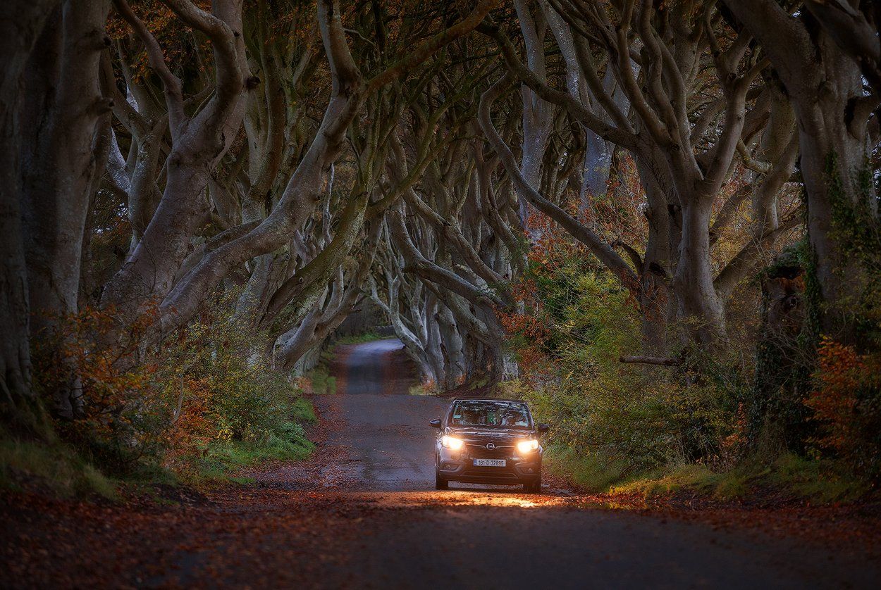 ireland, dark hedges, county antrim, буковая аллея, ирландия, Alex Yurko