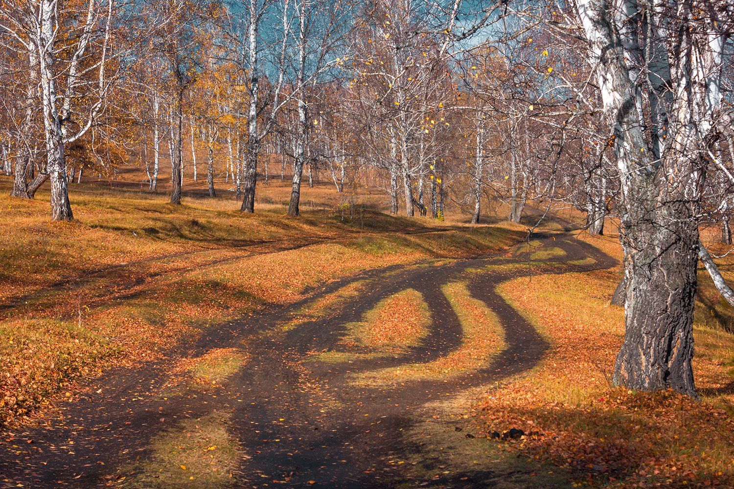 Пейзаж, осень, лес, опавшая листва, березы, , Александр Кожухов